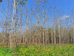 Hutan Negara di Pati Dirusak, Kerugian Perhutani Tembus Rp1,1 Miliar