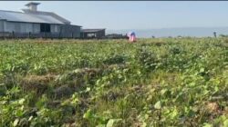 Kemarau Panjang Melanda Pati, Petani Tambahagung Tinggalkan Padi dan Beralih ke Kacang Hijau