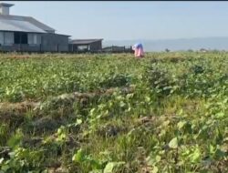 Kemarau Panjang Melanda Pati, Petani Tambahagung Tinggalkan Padi dan Beralih ke Kacang Hijau