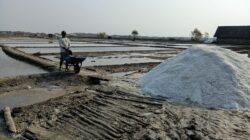 300 Hektare Tambak Garam di Pati Tak Maksimal Produksi, Air Laut Jadi Kendala