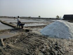 300 Hektare Tambak Garam di Pati Tak Maksimal Produksi, Air Laut Jadi Kendala