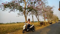 Ribuan Tabebuya Bermekaran, Desa Sejomulyo Pati Disulap Bak Negeri Sakura