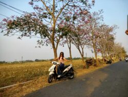 Ribuan Tabebuya Bermekaran, Desa Sejomulyo Pati Disulap Bak Negeri Sakura